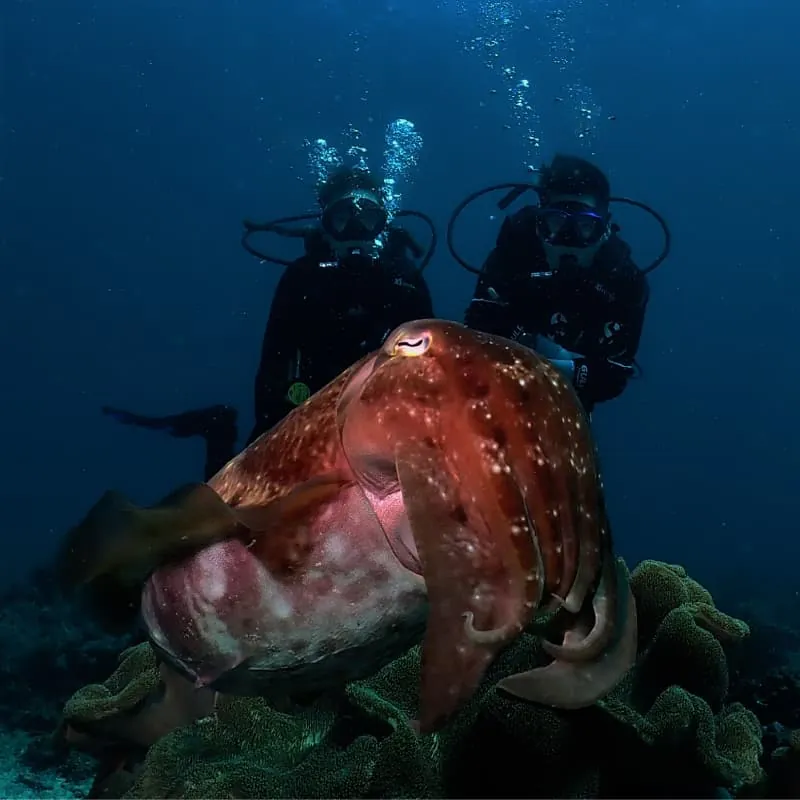 Padangbai Scuba Diving Bali - Gallery 4